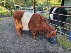 pine-gully-red-cow-and-black-bull.jpg